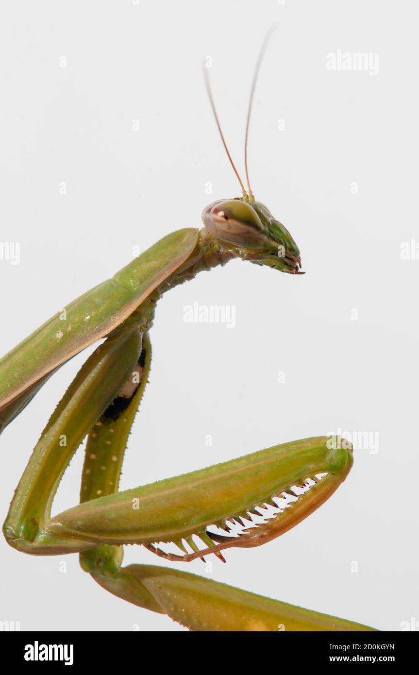 Primo piano di donne che pregano mantis sotto il sole sopra sfondo bianco Foto Stock
