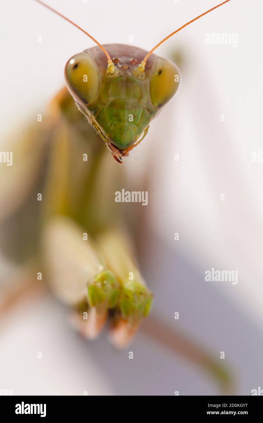 Primo piano di donne che pregano mantis sotto il sole sopra sfondo bianco Foto Stock
