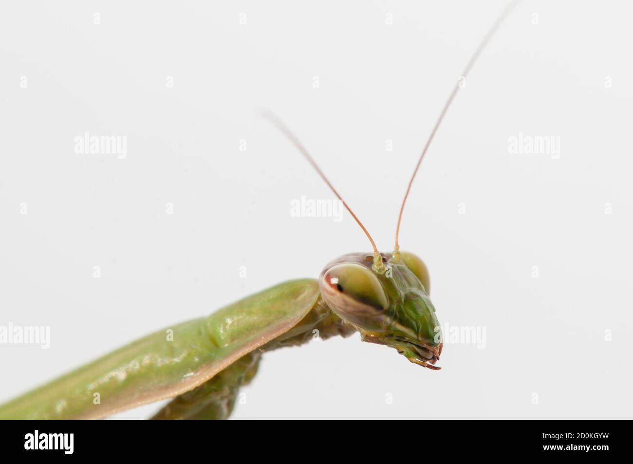 Primo piano di donne che pregano mantis sotto il sole sopra sfondo bianco Foto Stock