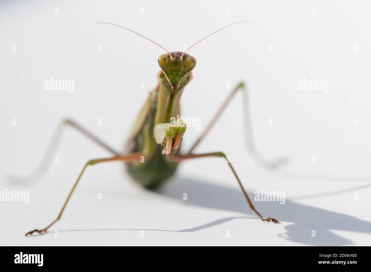 Primo piano di donne che pregano mantis sotto il sole sopra sfondo bianco Foto Stock