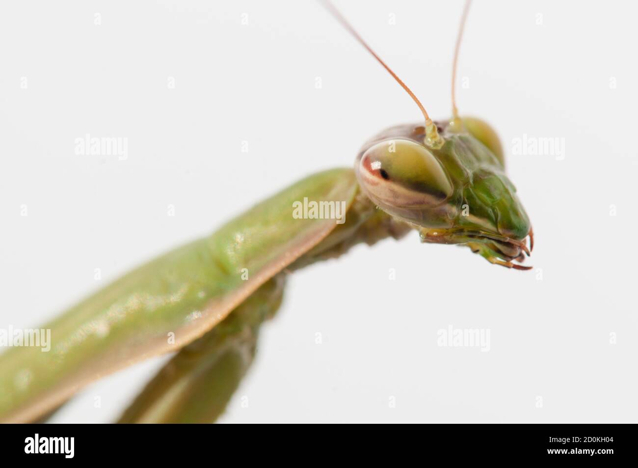 Primo piano di donne che pregano mantis sotto il sole sopra sfondo bianco Foto Stock