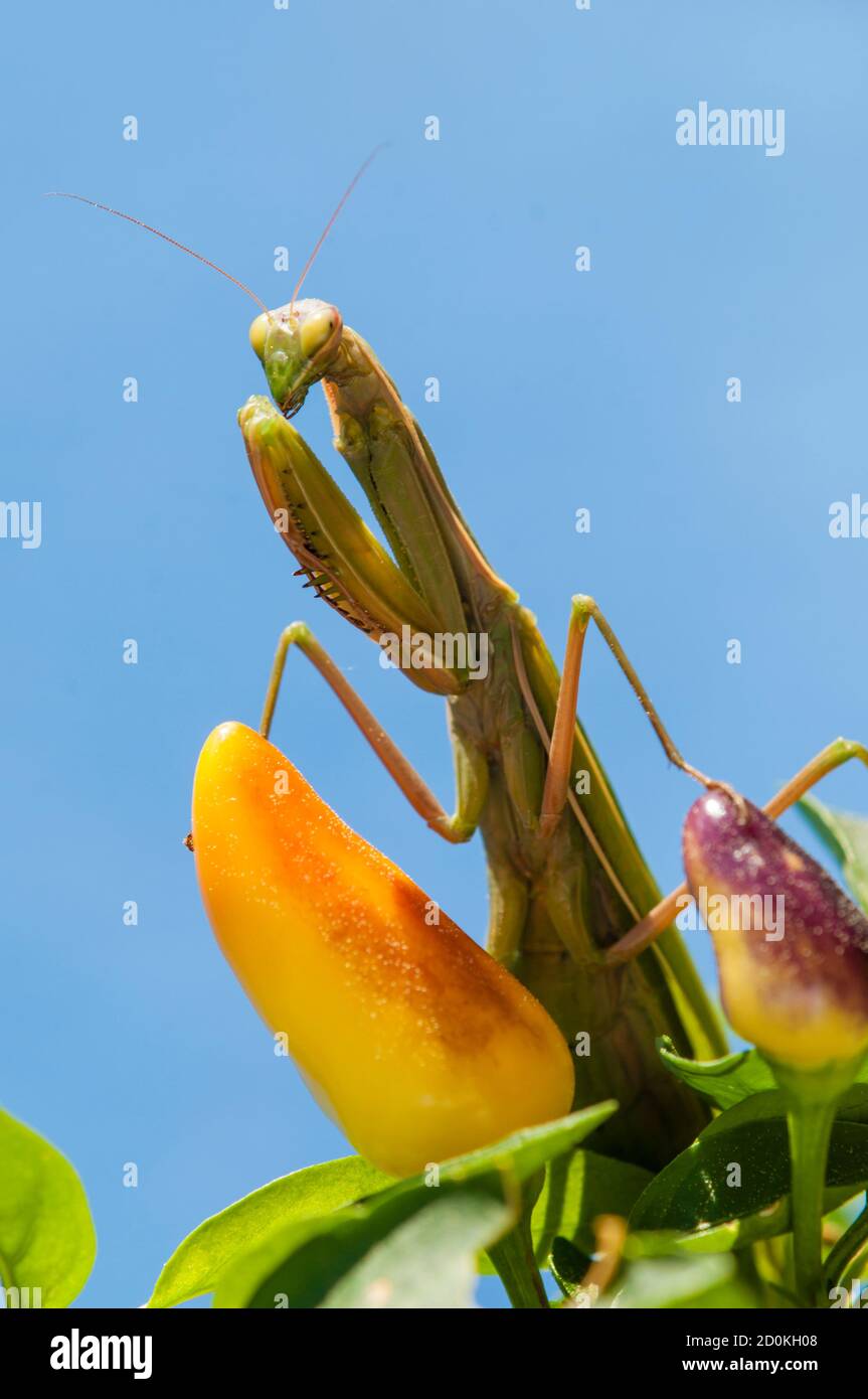 Primo piano di donne che pregano mantis sotto il sole sopra sfondo colorato Foto Stock