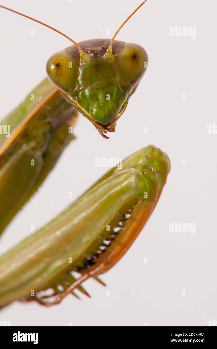 Primo piano di donne che pregano mantis sotto il sole sopra sfondo bianco Foto Stock
