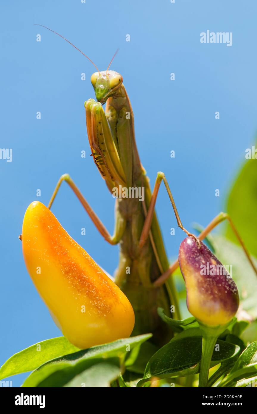 Primo piano di donne che pregano mantis sotto il sole sopra sfondo colorato Foto Stock
