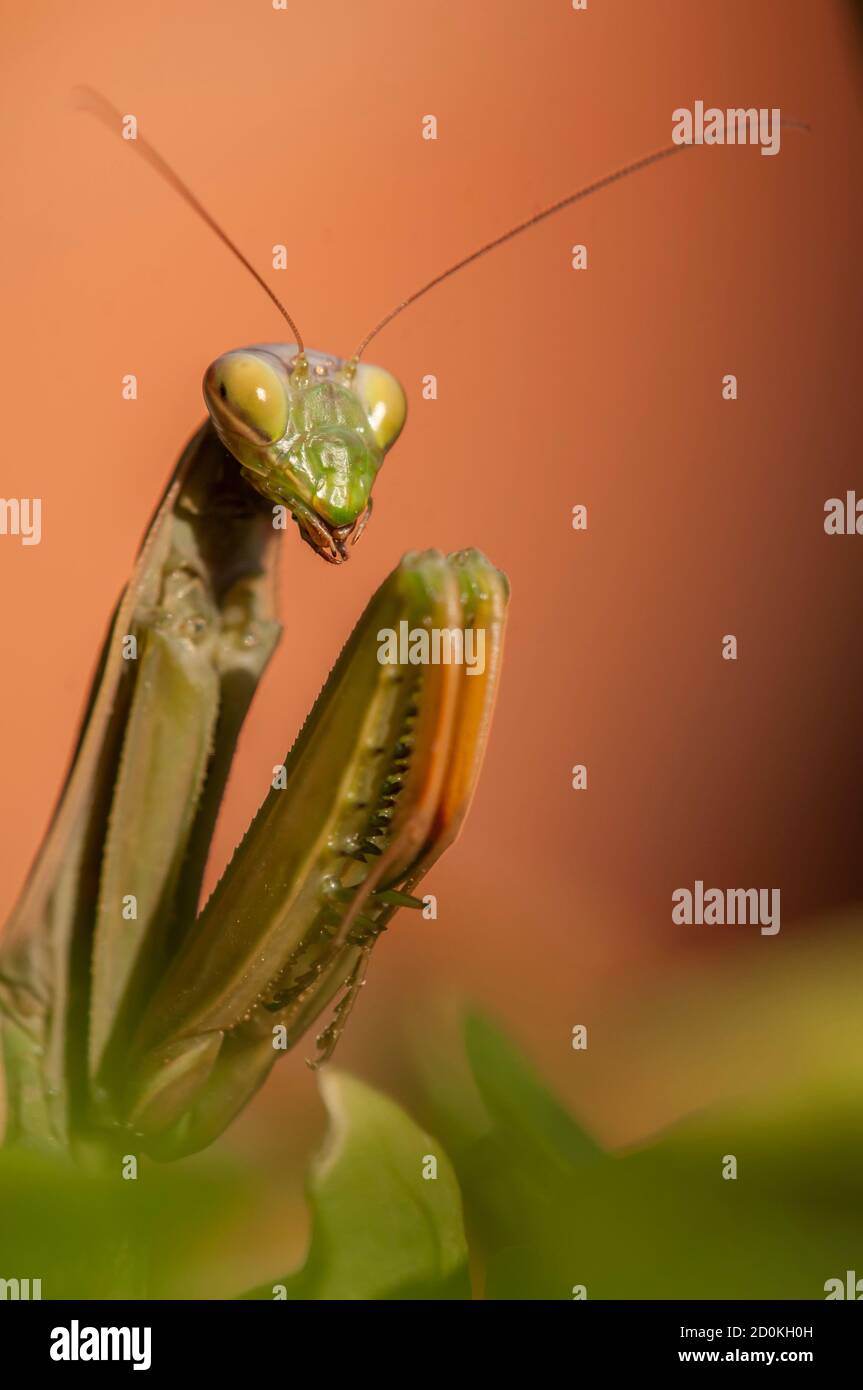 Primo piano di donne che pregano mantis sotto il sole sopra sfondo colorato Foto Stock