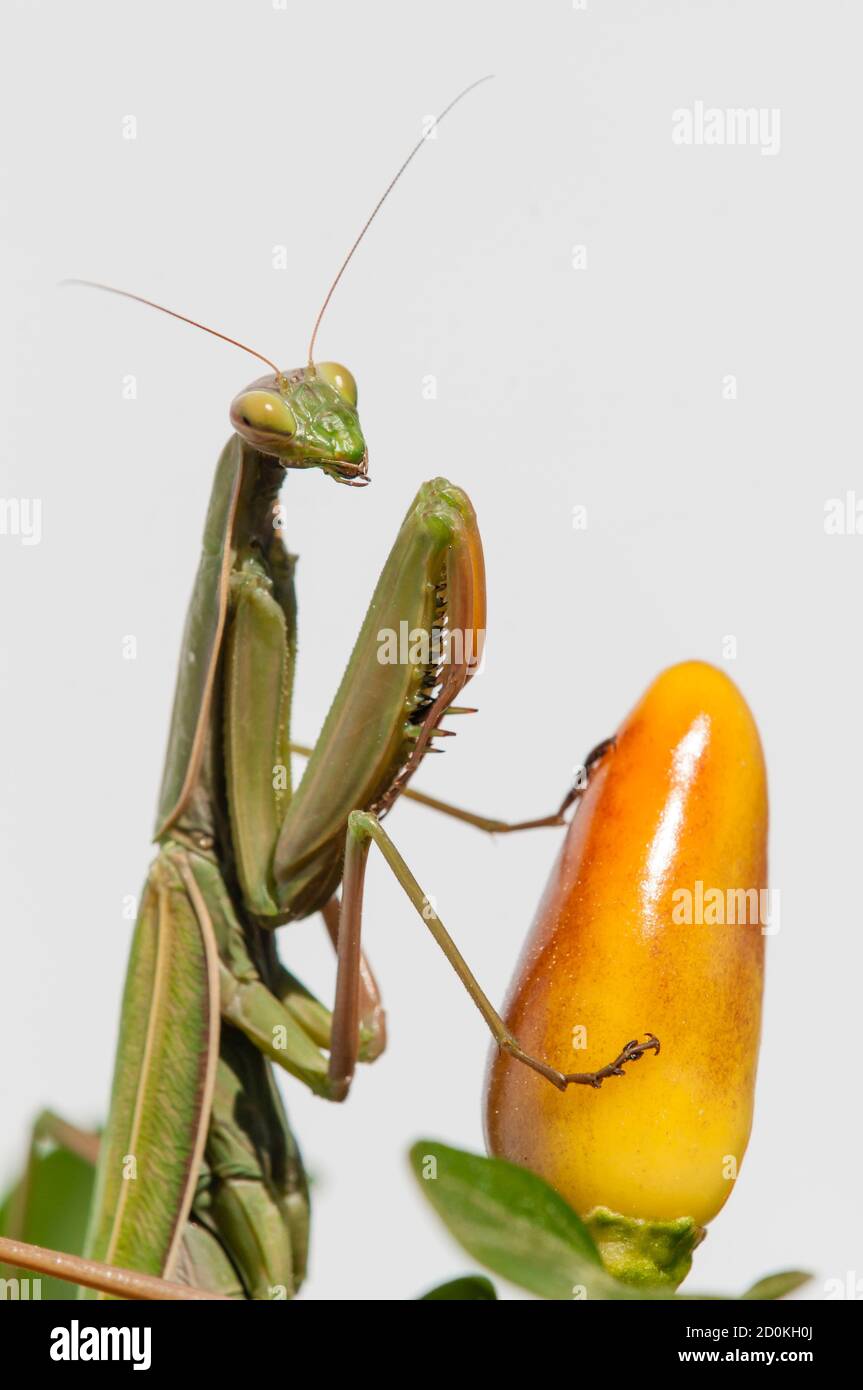 Primo piano di donne che pregano mantis sotto il sole sopra sfondo colorato Foto Stock