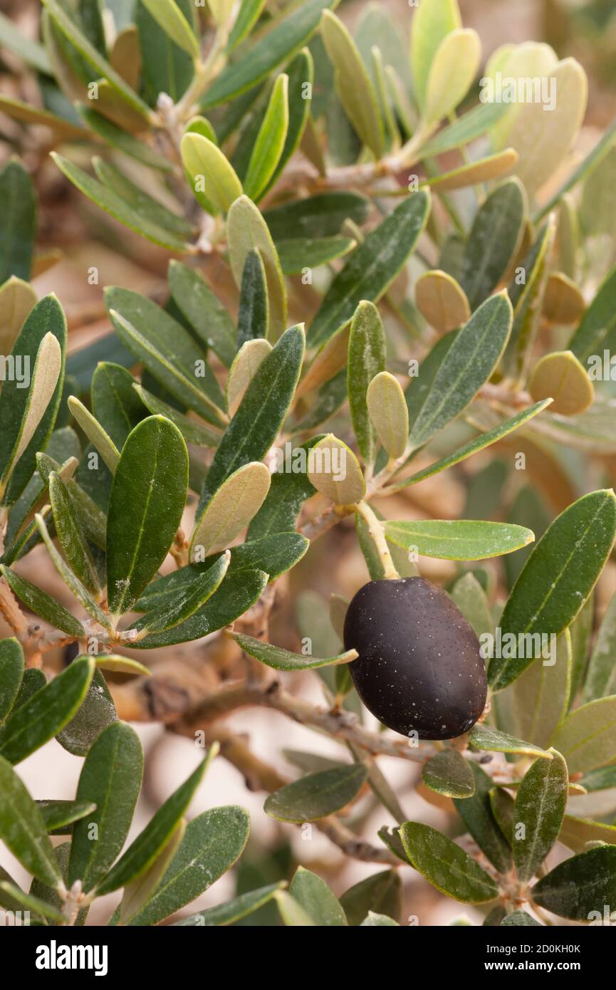 Particolare di olivo europeo con foglie e frutta, olea europea Foto Stock