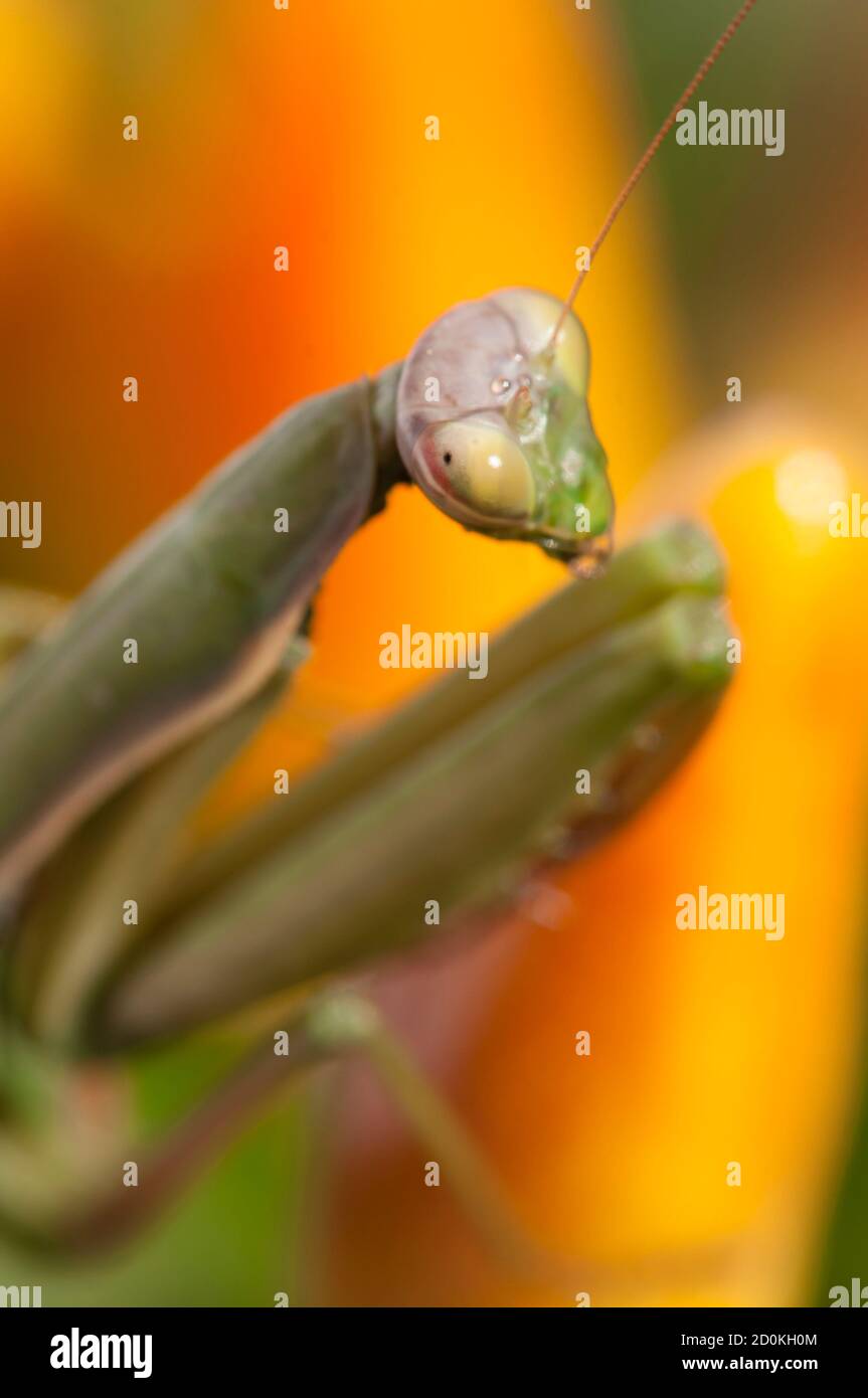 Primo piano di donne che pregano mantis sotto il sole sopra sfondo colorato Foto Stock