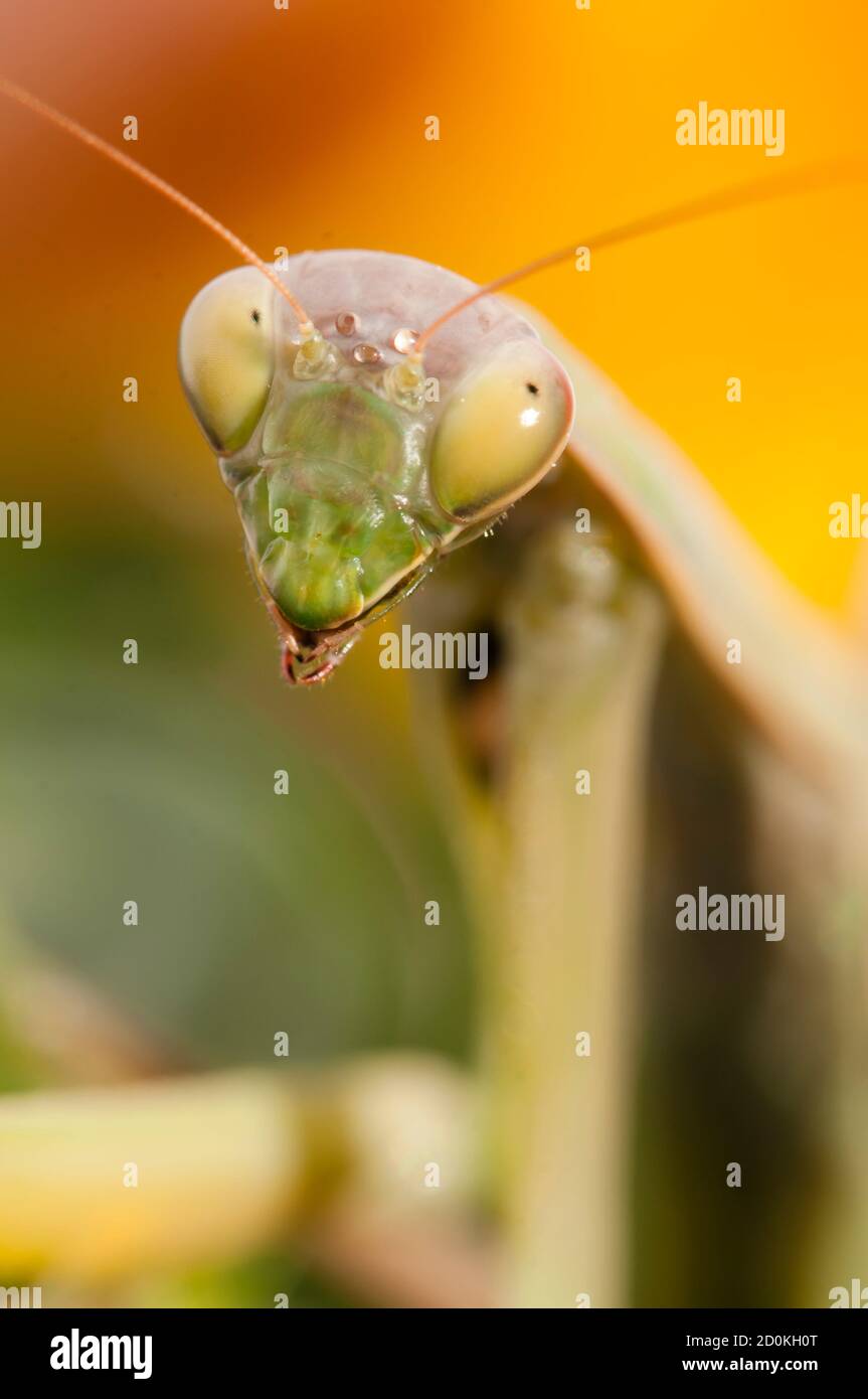 Primo piano di donne che pregano mantis sotto il sole sopra sfondo colorato Foto Stock