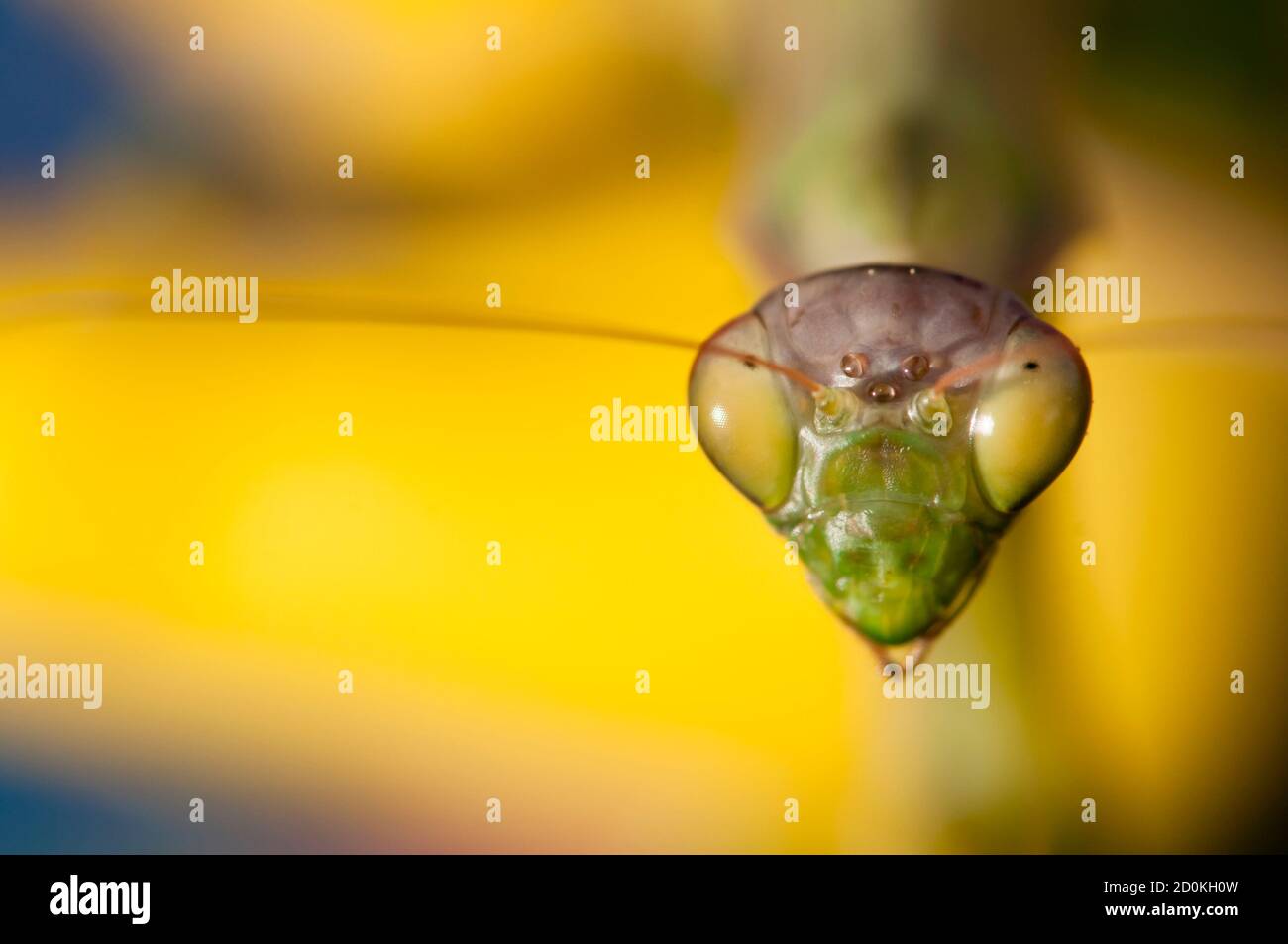 Primo piano di donne che pregano mantis sotto il sole sopra sfondo colorato Foto Stock