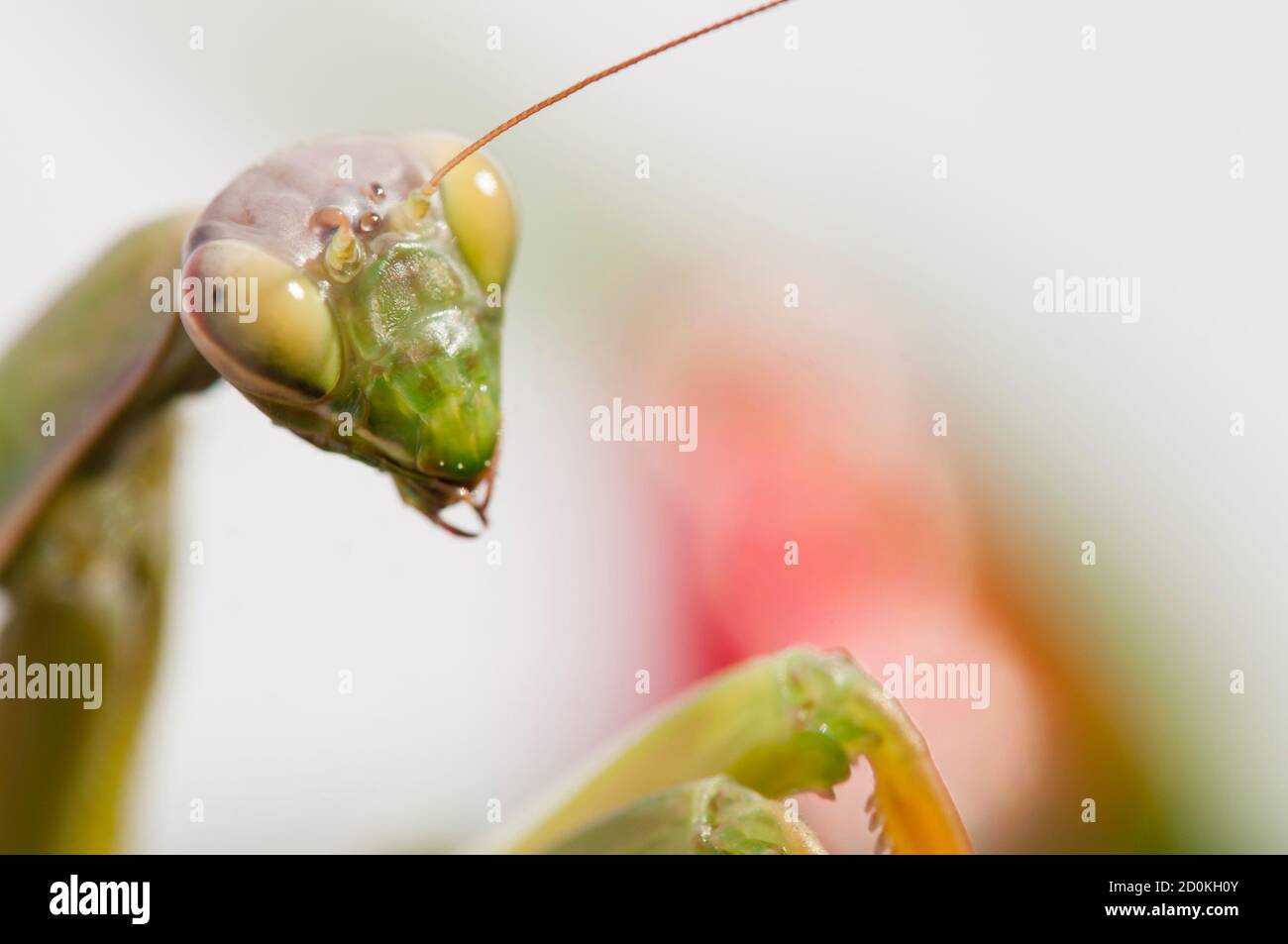 Primo piano di donne che pregano mantis sotto il sole sopra sfondo colorato Foto Stock