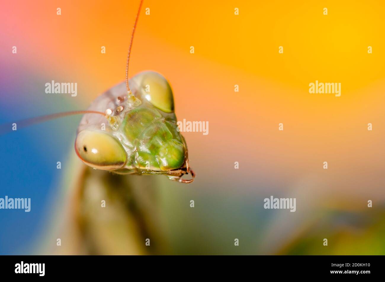 Primo piano di donne che pregano mantis sotto il sole sopra sfondo colorato Foto Stock