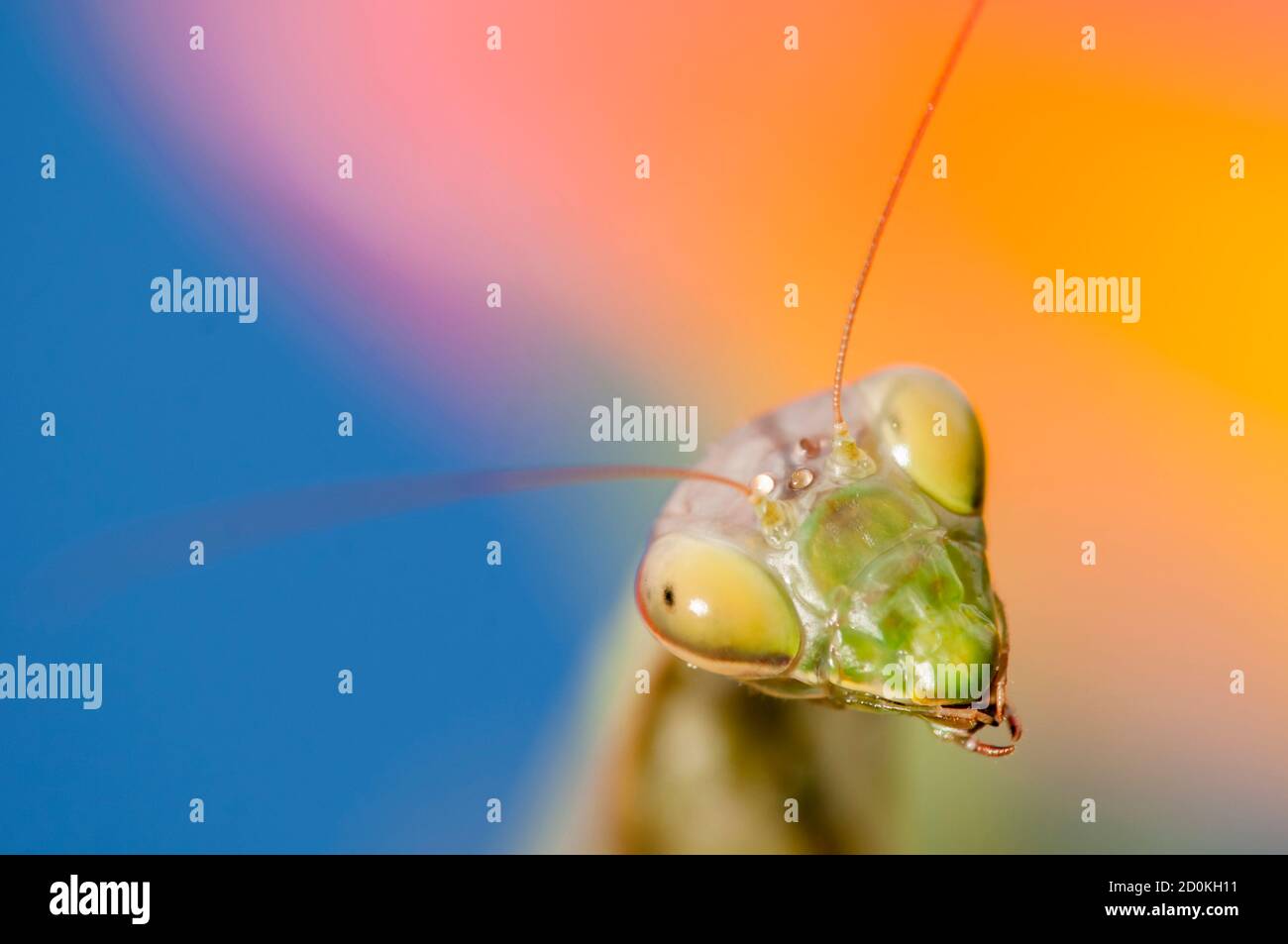 Primo piano di donne che pregano mantis sotto il sole sopra sfondo colorato Foto Stock