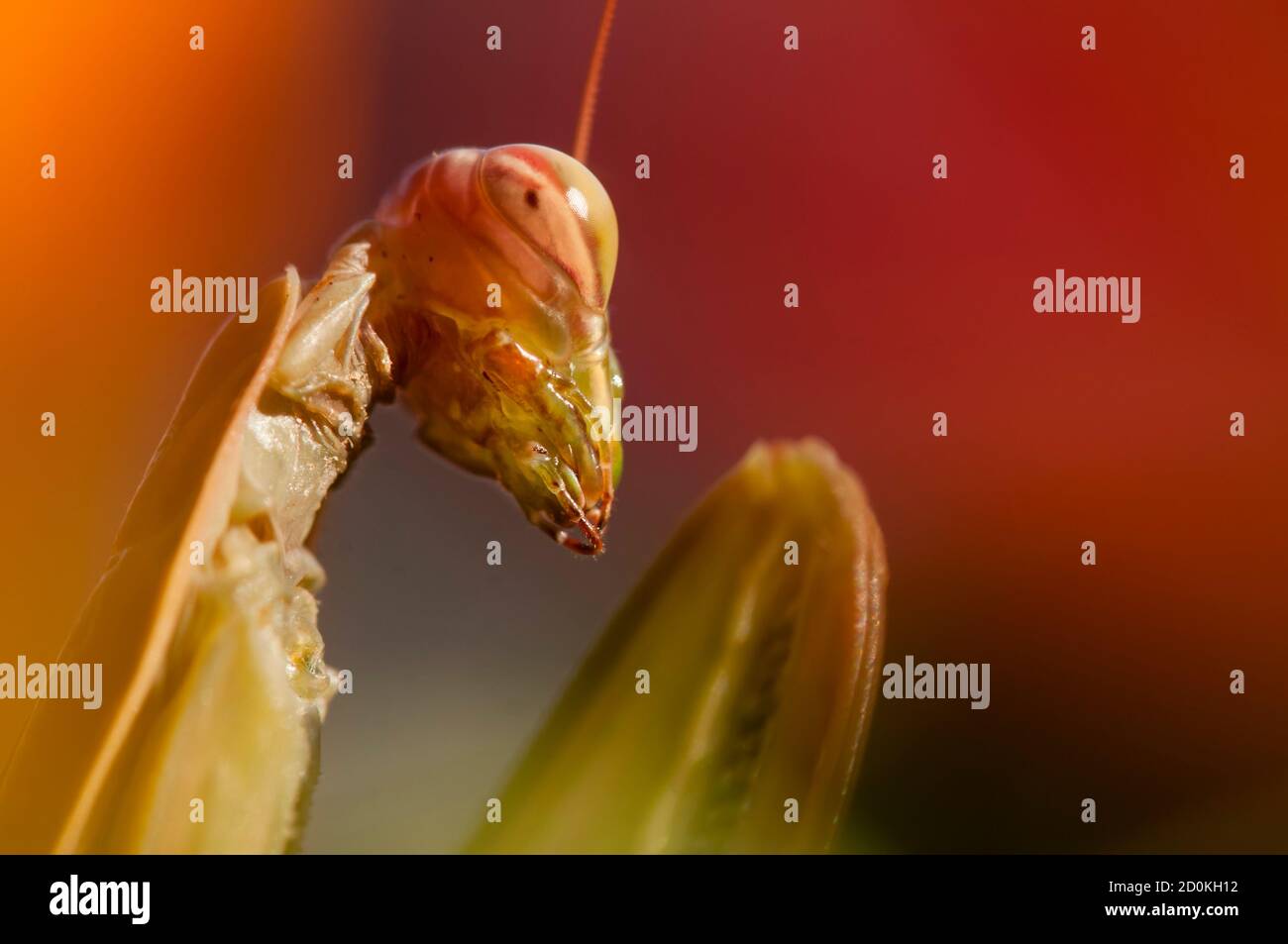 Primo piano di donne che pregano mantis sotto il sole sopra sfondo colorato Foto Stock