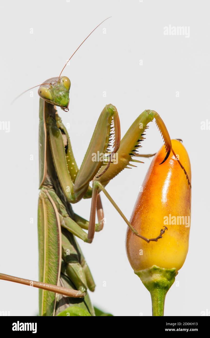 Primo piano di donne che pregano mantis sotto il sole sopra sfondo colorato Foto Stock
