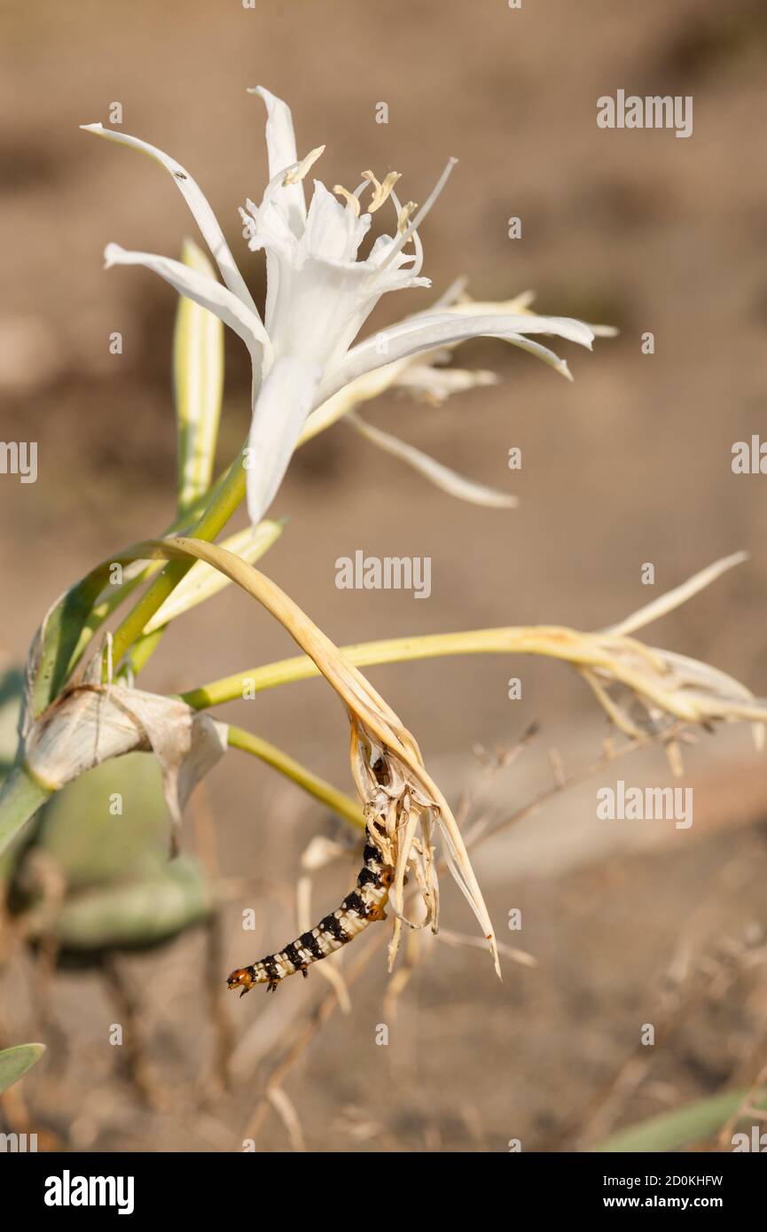 Pancratium maritimum, o daffodil di mare, pianta bulbosa originaria di entrambi i lati della regione mediterranea e Mar Nero con Amaryllis borer, crinum borer Foto Stock