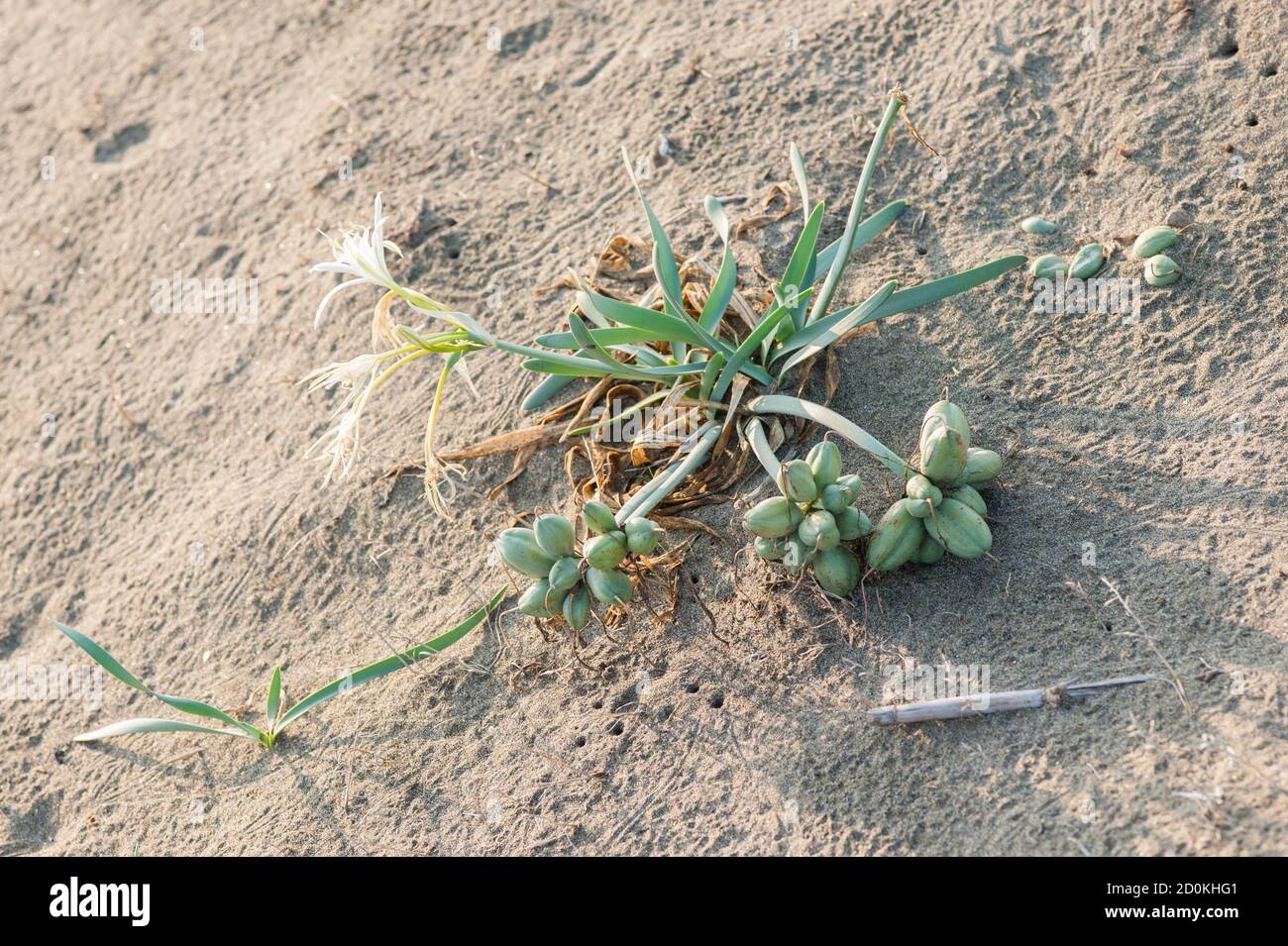 Pancratium maritimum, o daffodil di mare, pianta bulbosa originaria di entrambi i lati della regione mediterranea e Mar Nero con Amaryllis borer, crinum borer Foto Stock