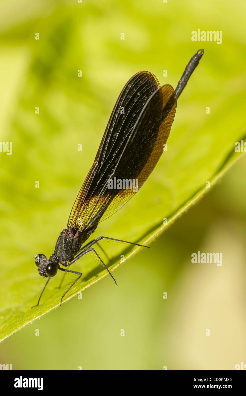 Damselfly maschile appollaiato sul bordo di una foglia verde. Foto Stock