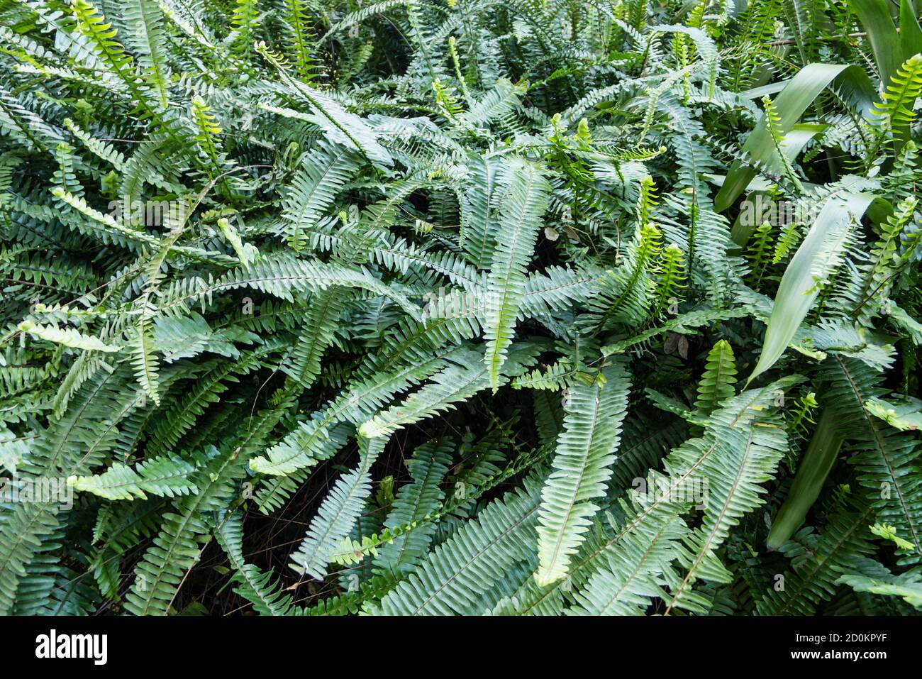 cespuglio di foglie di felce verde in piena crescita Foto Stock