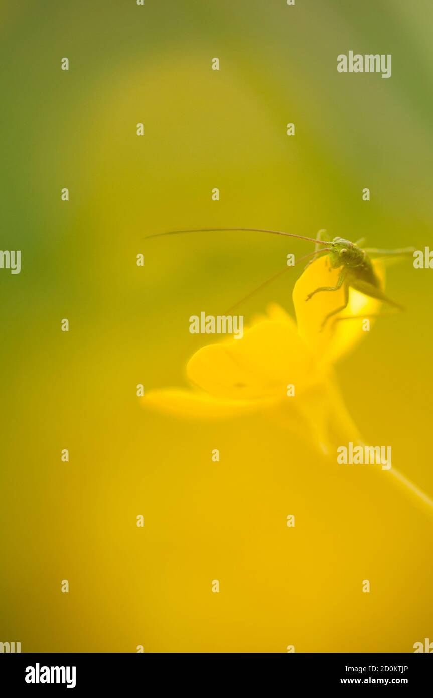 Antenna lunga cavalletta verde su fiore giallo Foto Stock