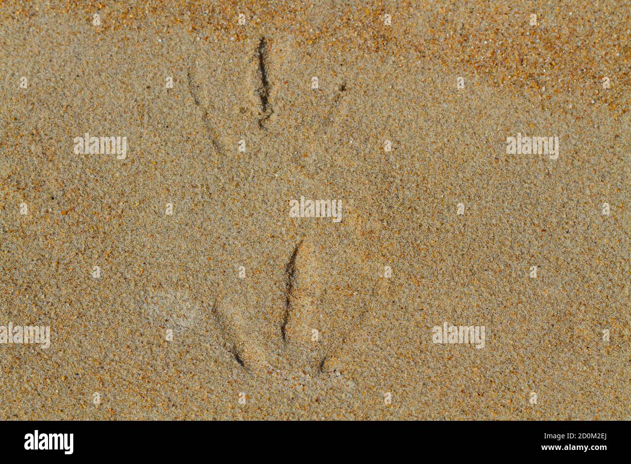 L'impronta di Seagul sulla sabbia Foto Stock