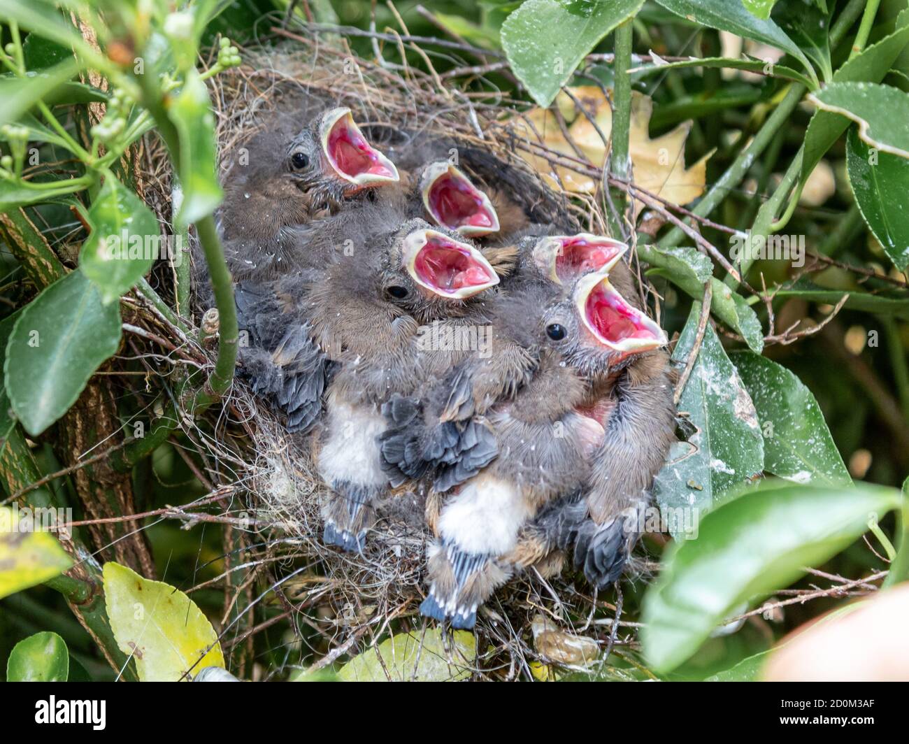 I vitelli di bullfinch rivendicano il loro cibo. Foto Stock
