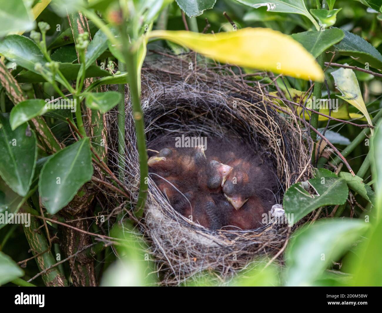 I vitelli del bullfinch dormono. Foto Stock