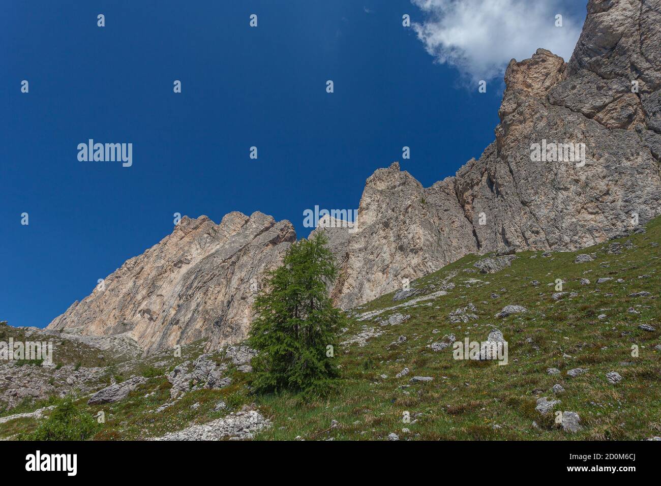 Larici solitari ai piedi di un imponente muro dolomitico, Settsass, Dolomiti, Italia Foto Stock