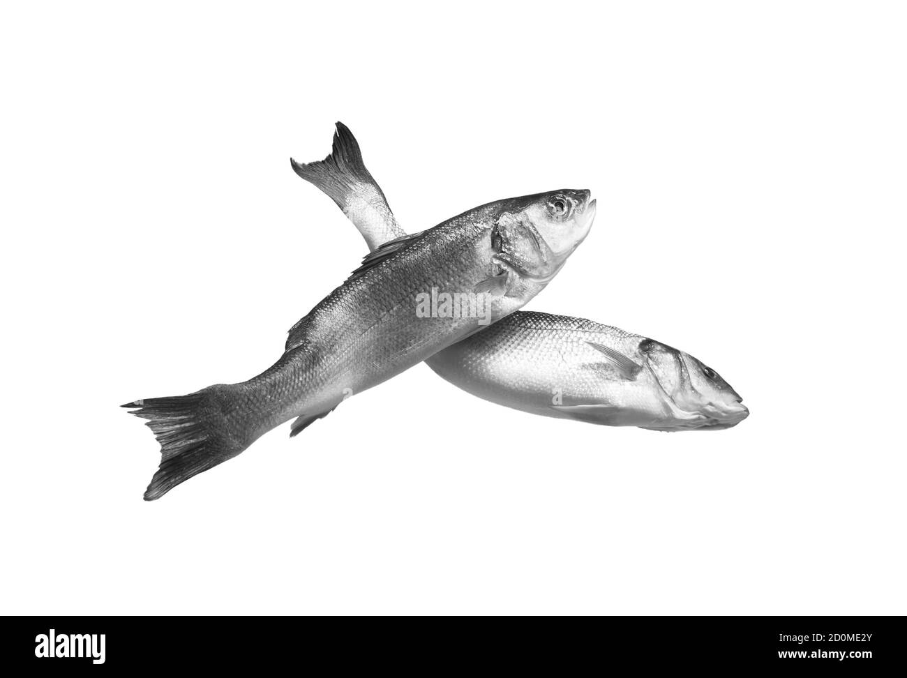 Due pesci di mare grezzi isoaltati su sfondo bianco Foto Stock
