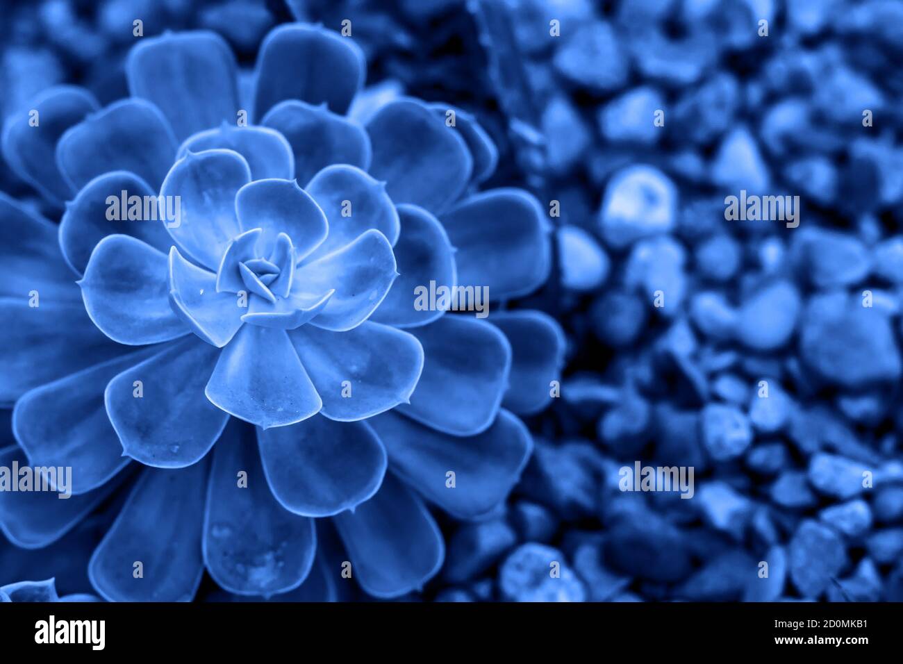 Classico colore blu pantone dell'anno 2020. Succulento nel giardino botanico del deserto con sfondo di ciottoli di pietra di sabbia Foto Stock