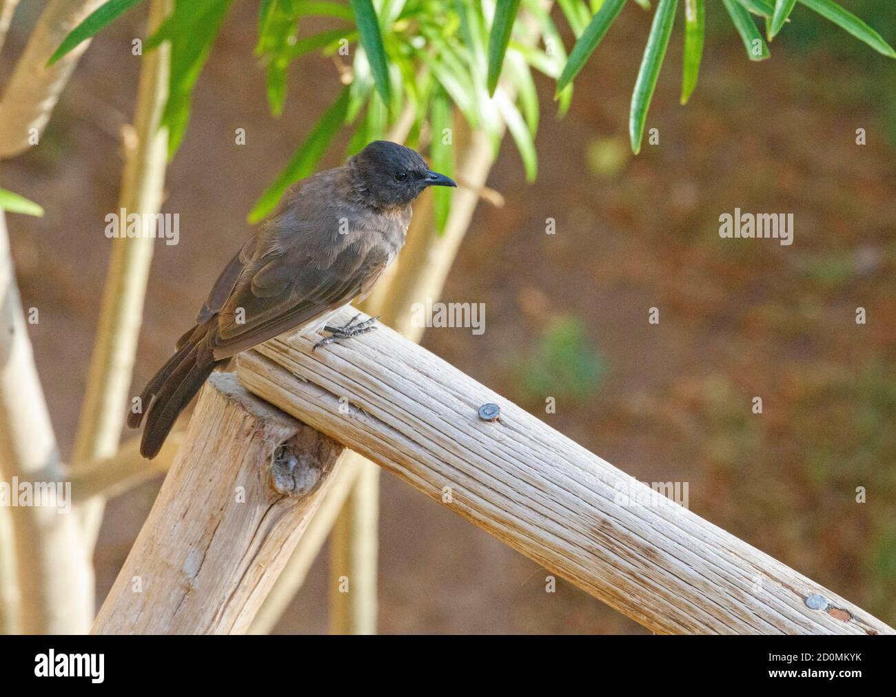 Il bulbul comune (Pycnonotus barbatus) sulla ringhiera del giardino, Oasi di Fayyoum, Egitto Foto Stock