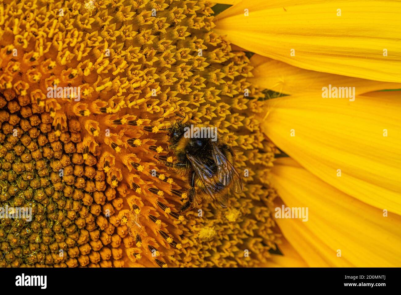 Nero e giallo ape a strisce polinating girasoli primo piano in basso vista a livello Foto Stock