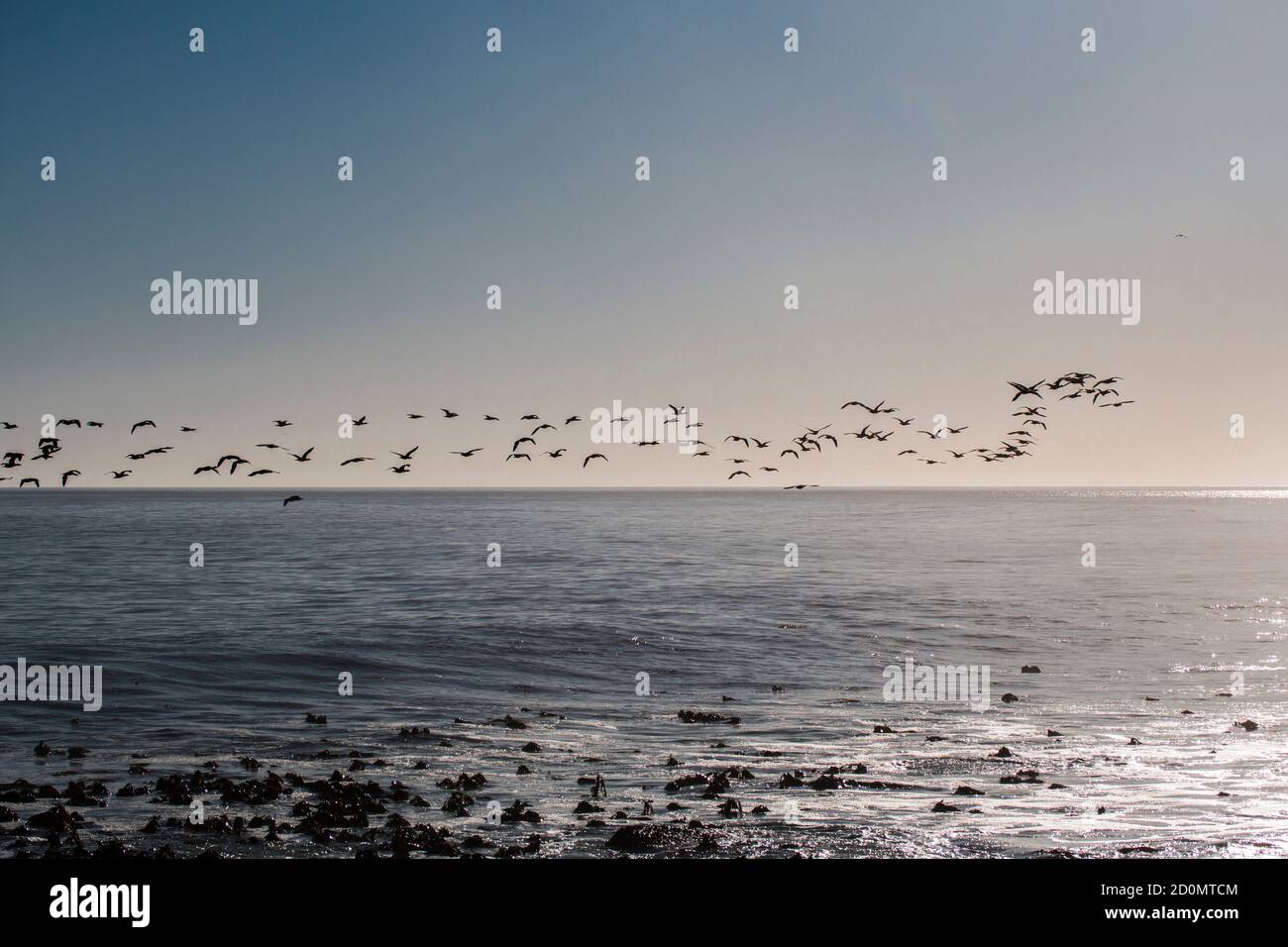Un gregge di cormorano di Capo o di Capo shag (Phalacrocorax capensis) gli uccelli che sorvolano l'oceano al mattino luminoso leggero Foto Stock