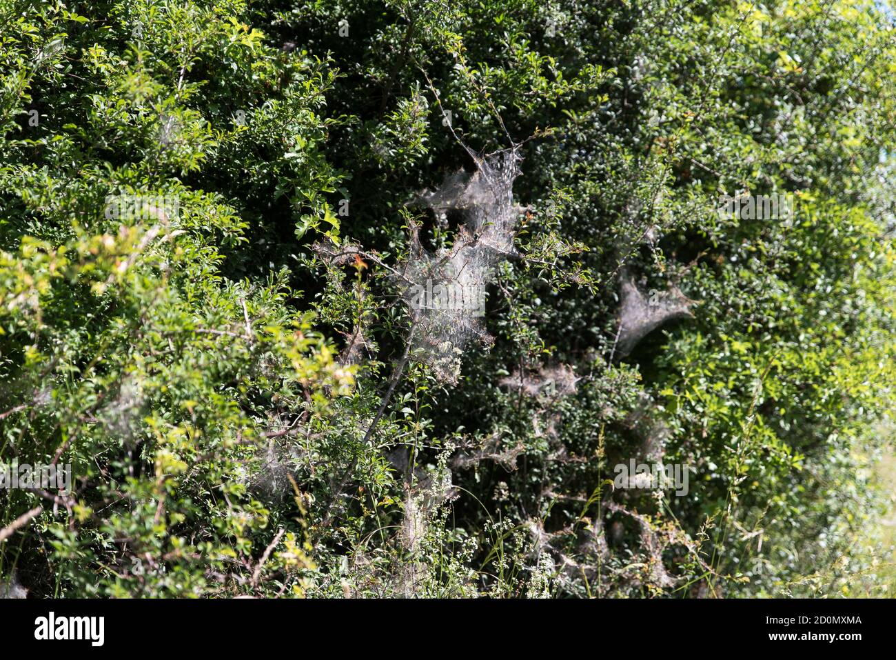 netto di ermina di mela in blackthorn Foto Stock