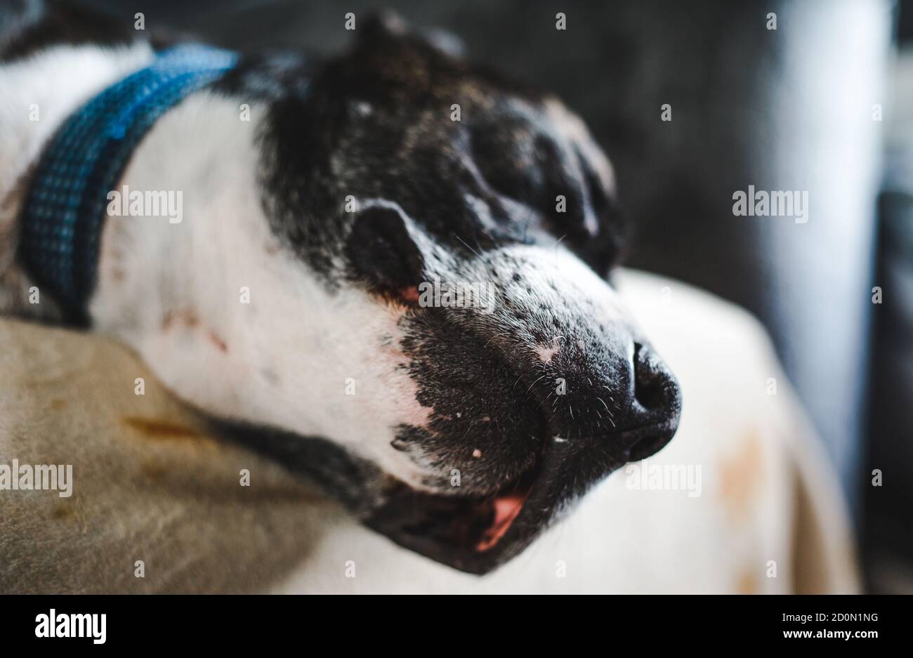 Faccia del brindle marrone adottò Staffordshire bull terrier cane con segni bianchi del viso che si annodano comodamente sul divano Foto Stock
