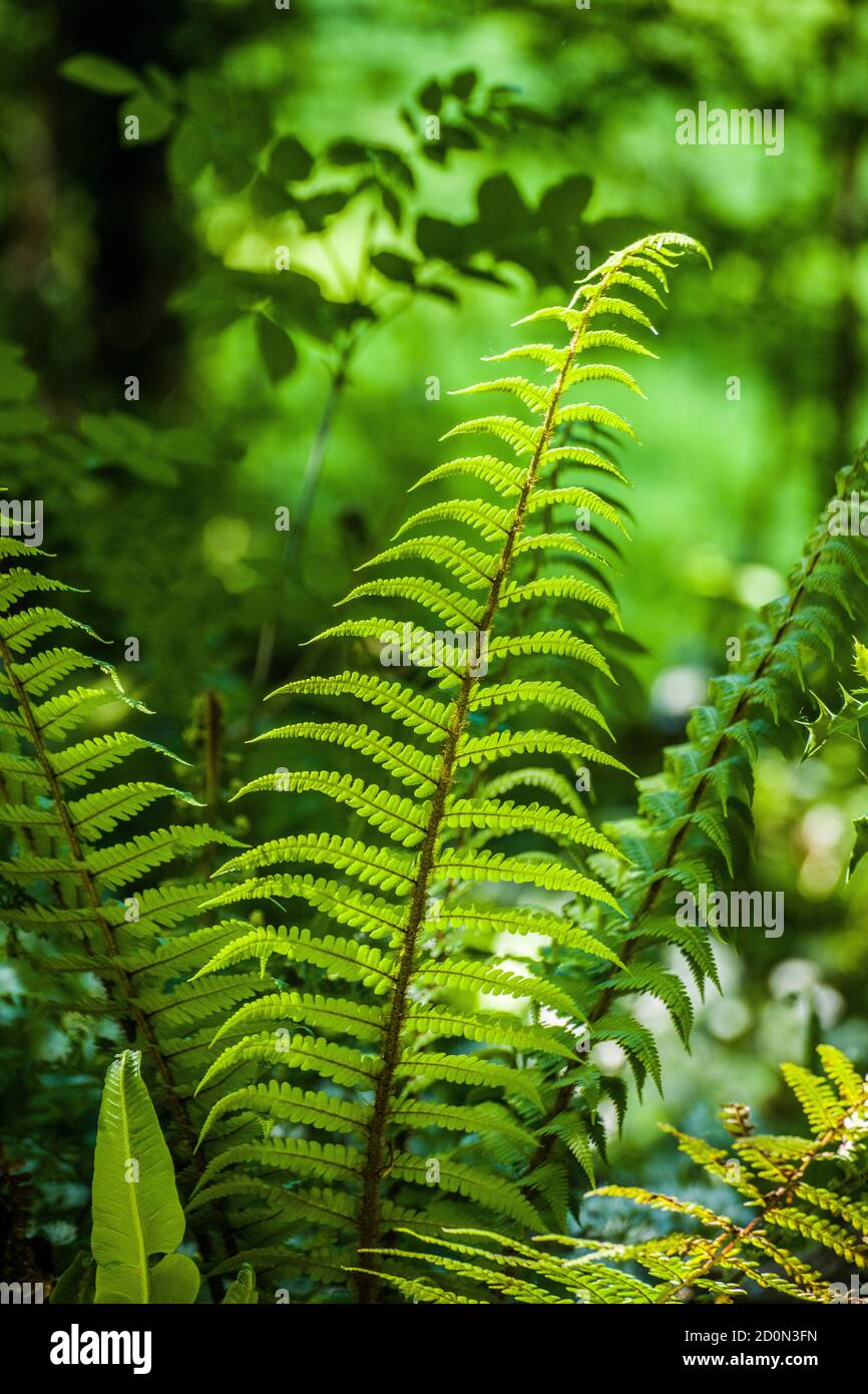 Primo piano di una pianta di felce su un percorso attraverso un bosco locale. Foto Stock