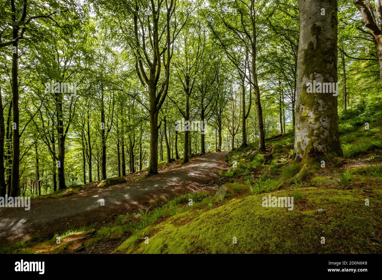 A piedi nei boschi Foto Stock