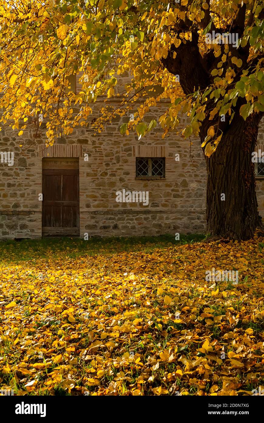 Stagione autunnale, il prato coperto di foglie gialle e arancioni Foto Stock