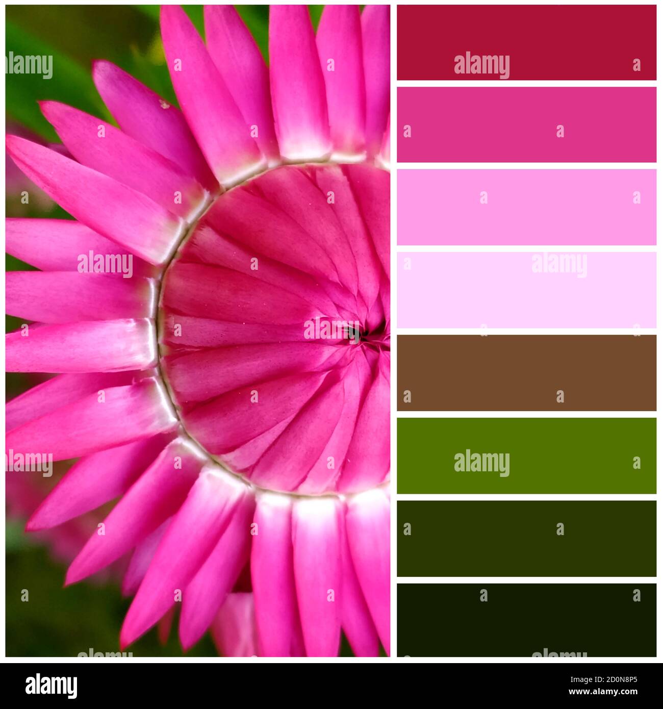 Immortelle di fiori secchi con fiori rosa. La tavolozza dei colori proveniente dall'immagine corrisponde alle tonalità dell'autunno. Foto Stock