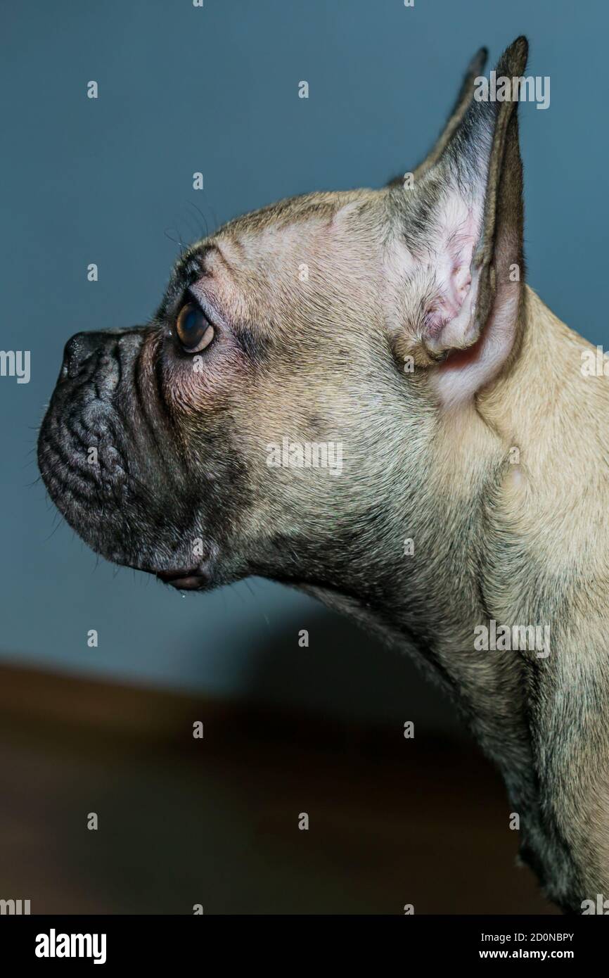 Profilo della testa del bulldog francese. Ritratto di un animale domestico Foto Stock