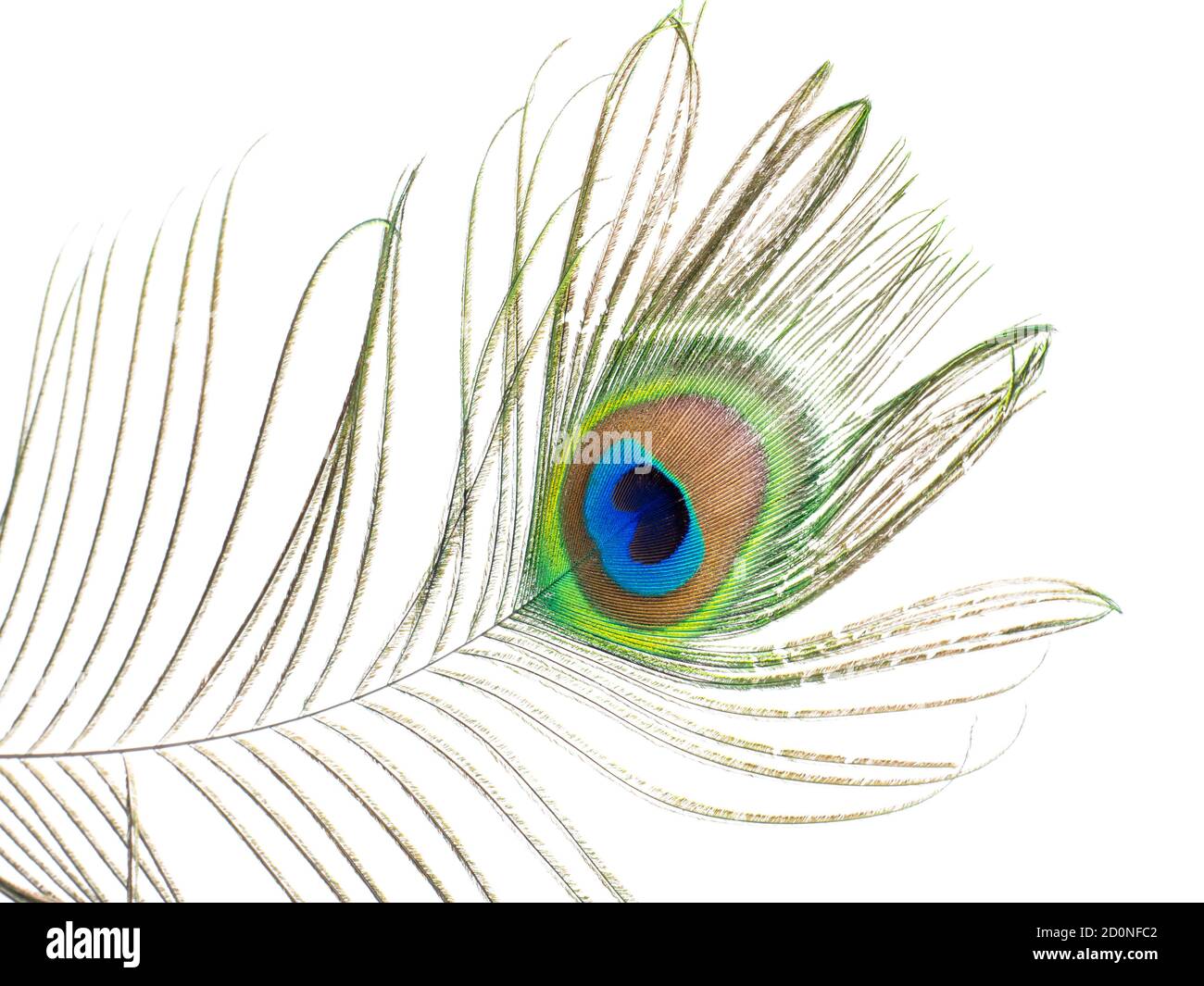 Peacock feather isolati su sfondo bianco Foto Stock