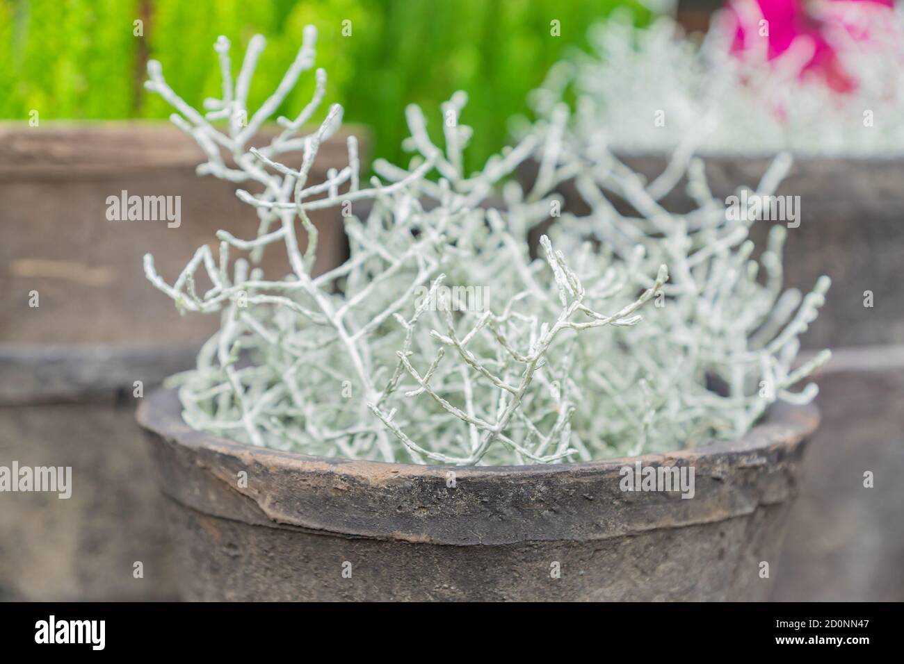 Cosse di Calocephalus pianta in vaso di argilla. Decorazioni interne ed esterne. Giardinaggio domestico Foto Stock