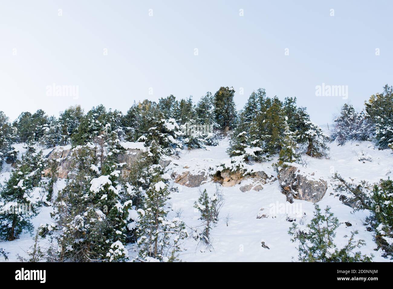 Cime di montagna ricoperte di neve, dove cresce la foresta. Beldersay in Uzbekistan Foto Stock
