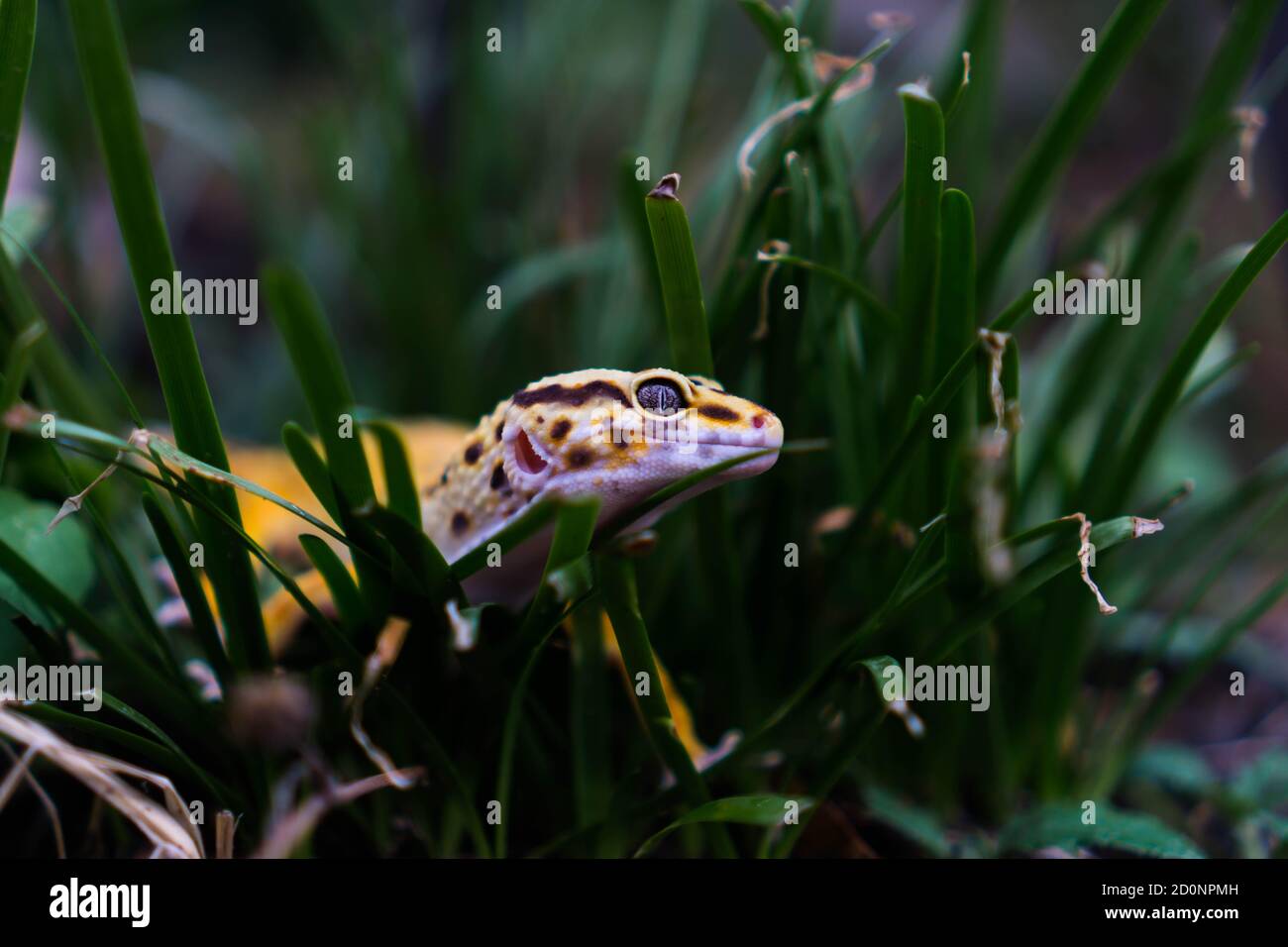 Geckos leopardo comune sono uno dei più popolari animali domestici lucertola. Essi sono probabilmente la prima specie di lucertola addomesticata. Foto Stock