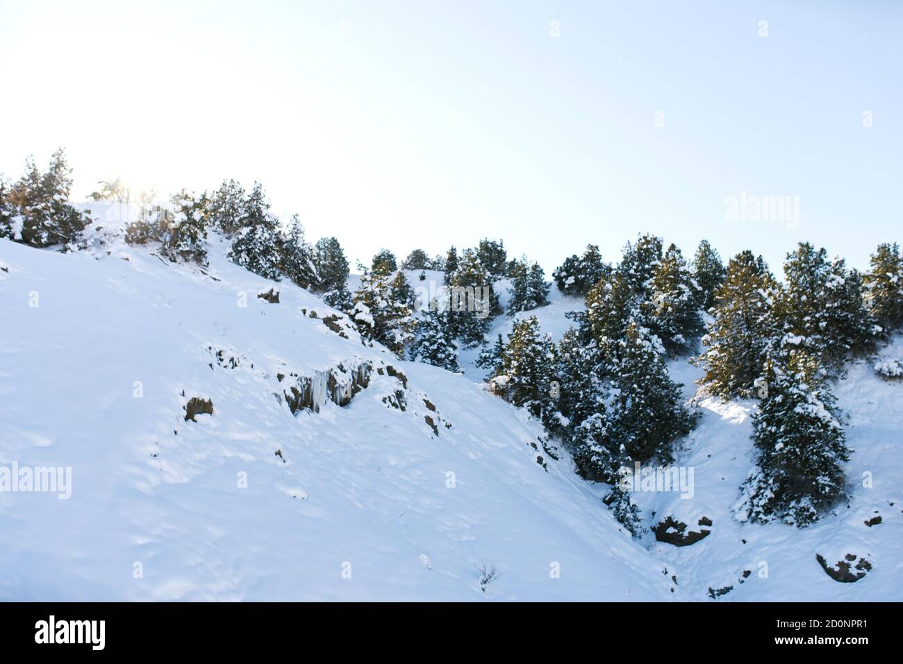 Colline coperte di neve e foresta in Uzbekistan, Tien Shan Foto Stock