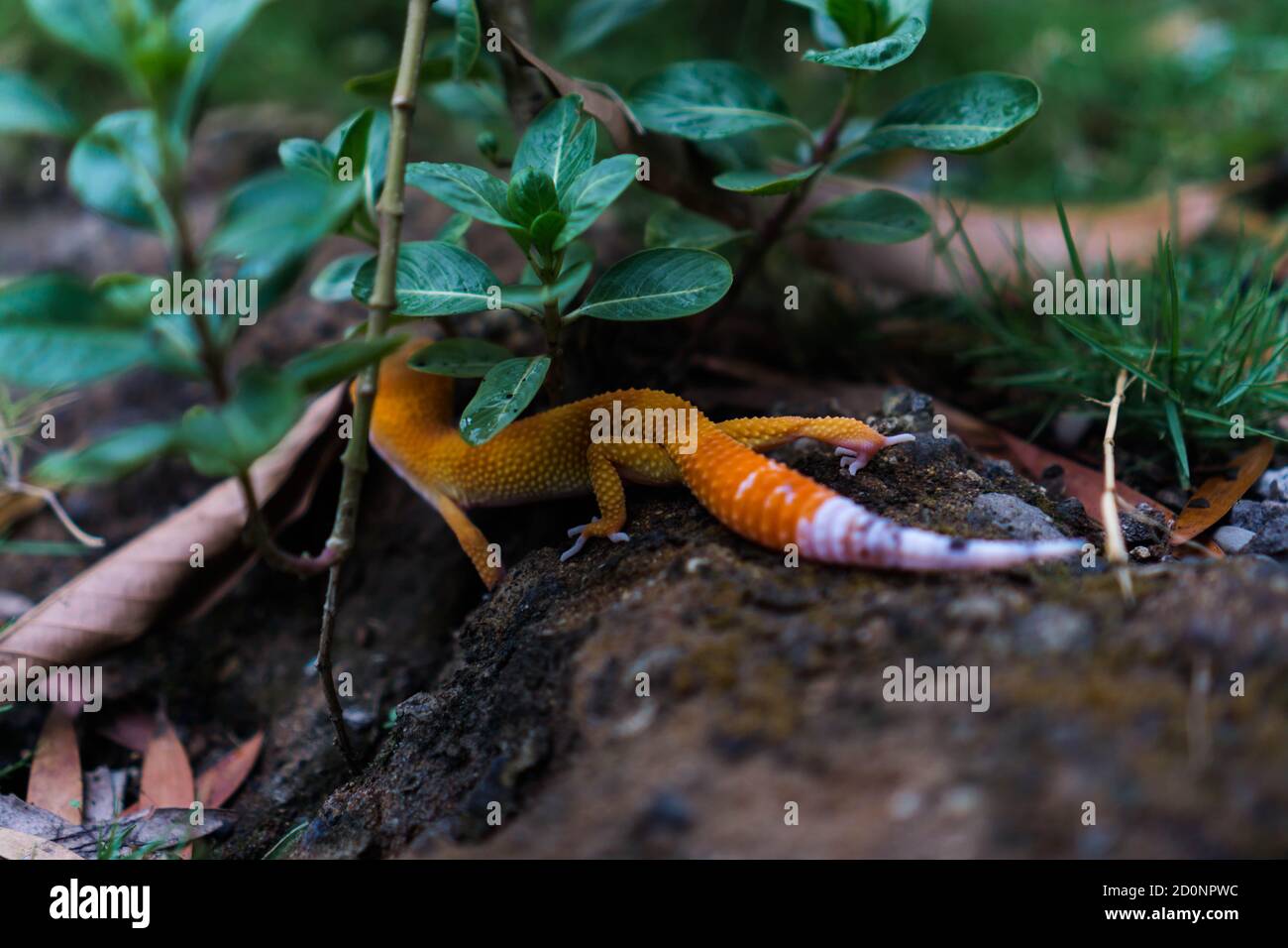 Geckos leopardo comune sono uno dei più popolari animali domestici lucertola. Essi sono probabilmente la prima specie di lucertola addomesticata. Foto Stock