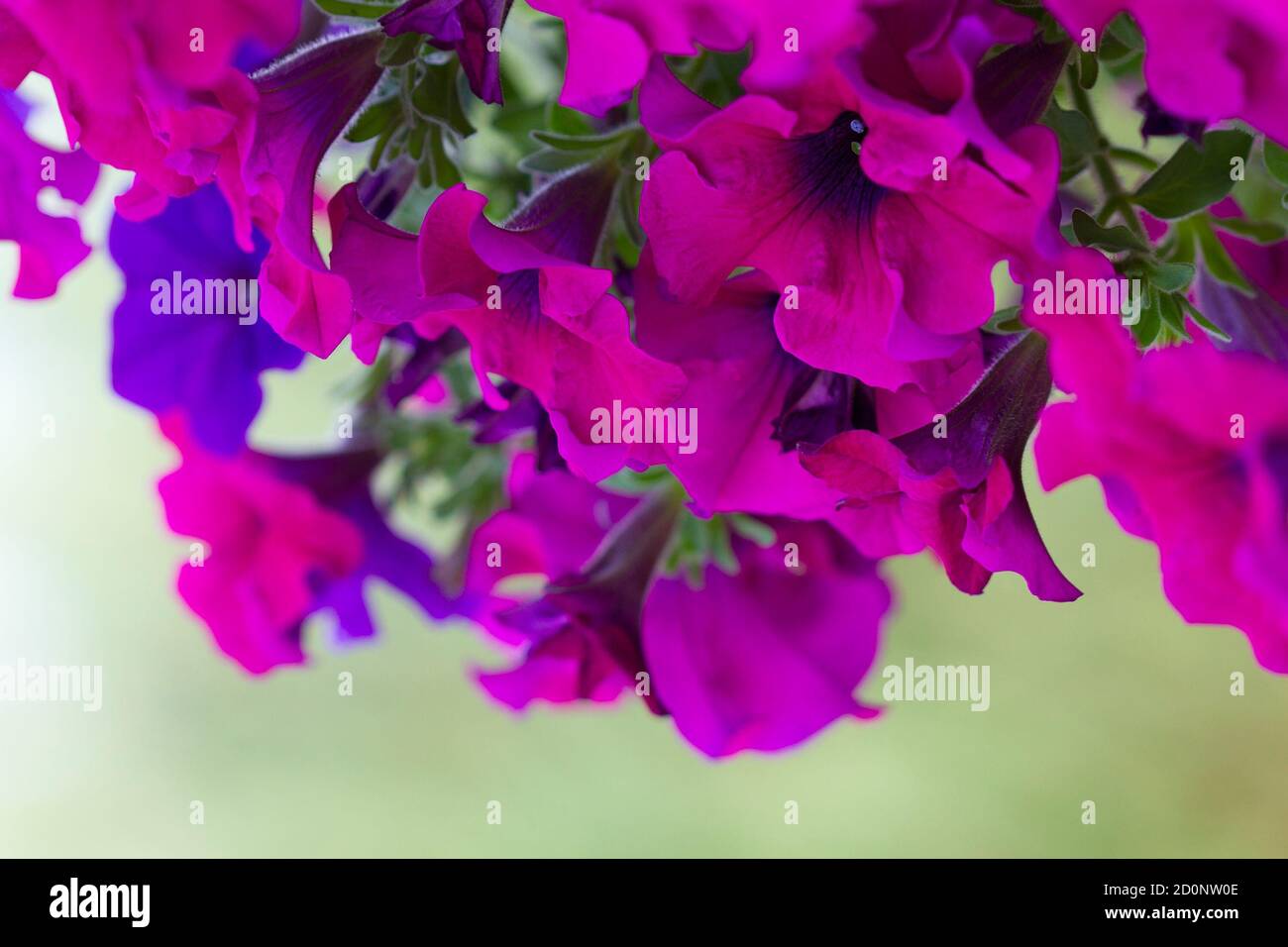 Cesto di petunia rosa e viola Foto Stock