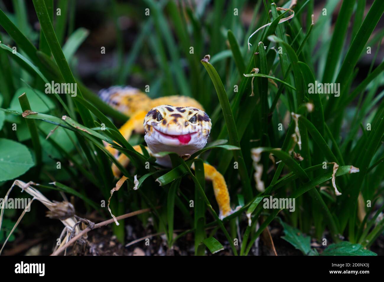 Geckos leopardo comune sono uno dei più popolari animali domestici lucertola. Essi sono probabilmente la prima specie di lucertola addomesticata. Foto Stock