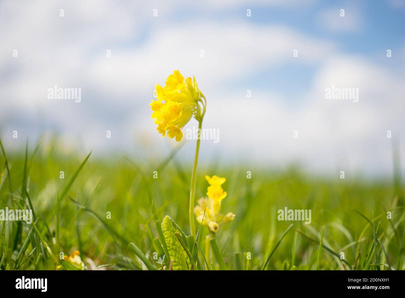 Primula Veris (Cowslip) in erba primaverile Foto Stock