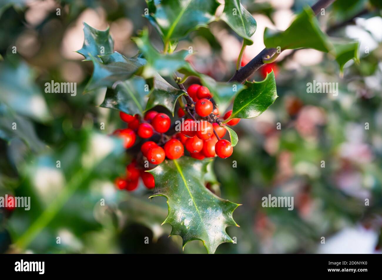 Foto della macchia verde dell'agrifoglio europeo con bacche rosse e foglie spinose Foto Stock